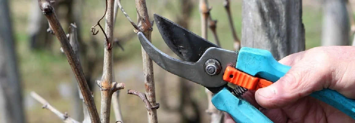 Person schneidet Weinrebe mit Gartenschere